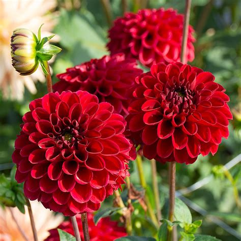 dahlia red porn|dahlia.